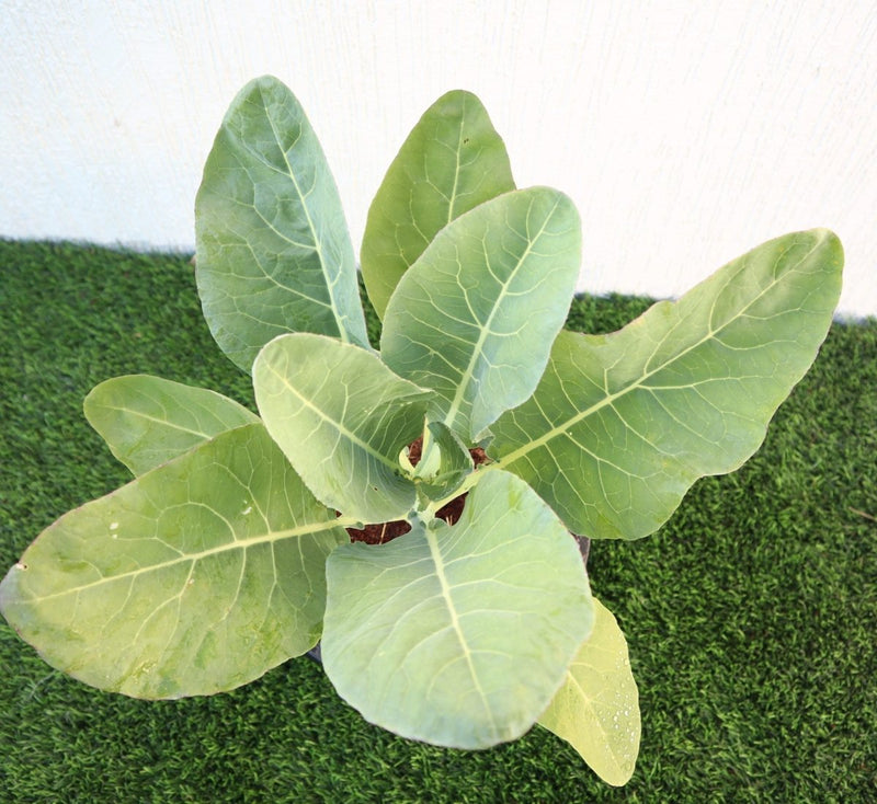 Cauliflower Organic Vegetable Plant - Greensouq - 