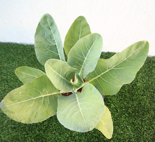 Cauliflower Organic Vegetable Plant - Greensouq - 