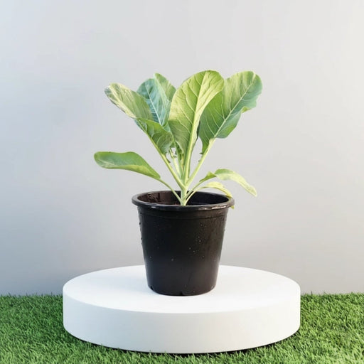 Cauliflower Organic Vegetable Plant - Greensouq - 