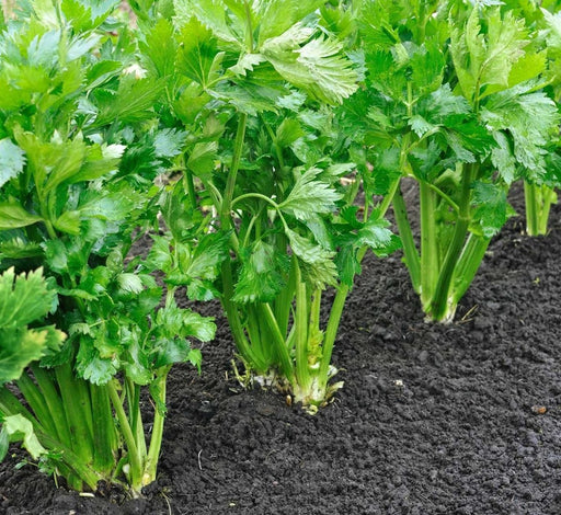 Celery Agrimax Seeds - Greensouq - 
