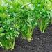 Celery Agrimax Seeds - Greensouq - 