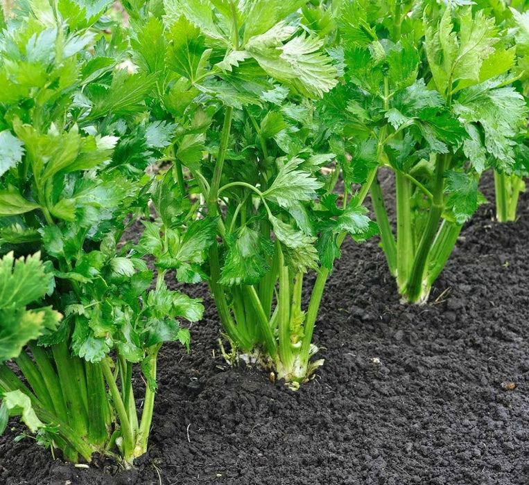 Celery Agrimax Seeds - Greensouq - 
