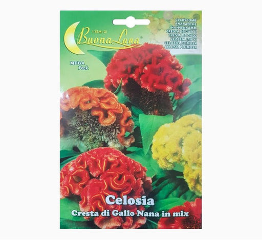 Celosia Cresta Gallo Nana Mix Mega Pack - Greensouq - 