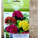 Celosia Flower Seeds "Cresta Di Gallo Nana Mix" by Hortus - Greensouq - 