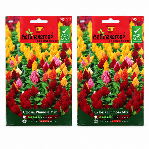Celosia Plumosa mix Seeds by Agrimax Spain - Greensouq -