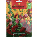 Celosia Plumosa mix Flower Seeds by Agrimax Spain - Greensouq - 