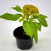 Celosia Plumosa Or Silver Cock's comb - Greensouq - 