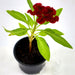 Celosia Plumosa Or Silver Cock's comb - Greensouq - 