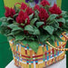 Celosia Plumosa Or Silver Cock's comb - Greensouq - 