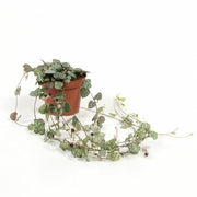 Ceropegia woodii or String of Hearts - Greensouq - 