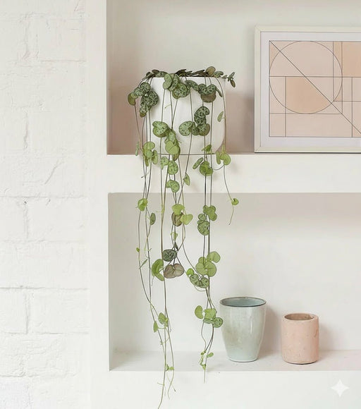 Ceropegia woodii or String of Hearts - Greensouq - 
