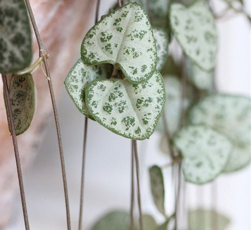Ceropegia woodii or String of Hearts - Greensouq - 