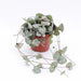 Ceropegia woodii variegata Ceropegia Variagata - Greensouq - 