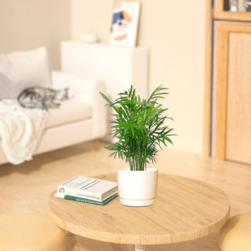 Chamaedorea Elegans, Parlour Palm or Bamboo Palm - Greensouq - 