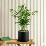 Chamaedorea Elegans, Parlour Palm or Bamboo Palm - Greensouq - 