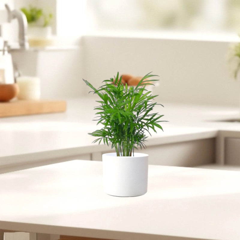 Chamaedorea Elegans, Parlour Palm or Bamboo Palm 20 - 30cm - Greensouq - 
