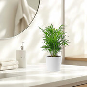 Chamaedorea Elegans, Parlour Palm or Bamboo Palm 20 - 30cm - Greensouq - 
