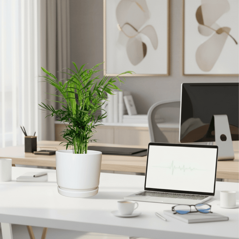 Chamaedorea Elegans, Parlour Palm or Bamboo Palm 20 - 30cm in white Ceramic Pot - Greensouq - 