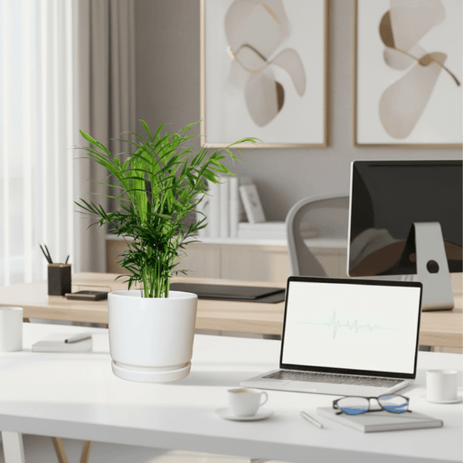 Chamaedorea Elegans, Parlour Palm or Bamboo Palm 20 - 30cm in white Ceramic Pot - Greensouq - 