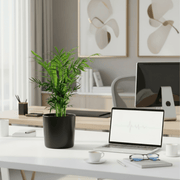 Chamaedorea Elegans, Parlour Palm or Bamboo Palm 20 - 30cm in white Ceramic Pot - Greensouq - 