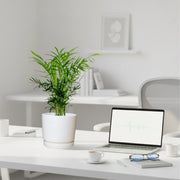 Chamaedorea Elegans, Parlour Palm or Bamboo Palm 20 - 30cm in white Ceramic Pot - Greensouq - 