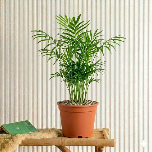 Chamaedorea Elegans, Parlour Palm or Bamboo Palm - Greensouq - 