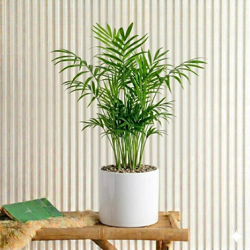 Chamaedorea Elegans, Parlour Palm or Bamboo Palm - Greensouq - 