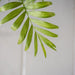 Chamaedorea Elegans, Parlour Palm or Bamboo Palm - Greensouq - 