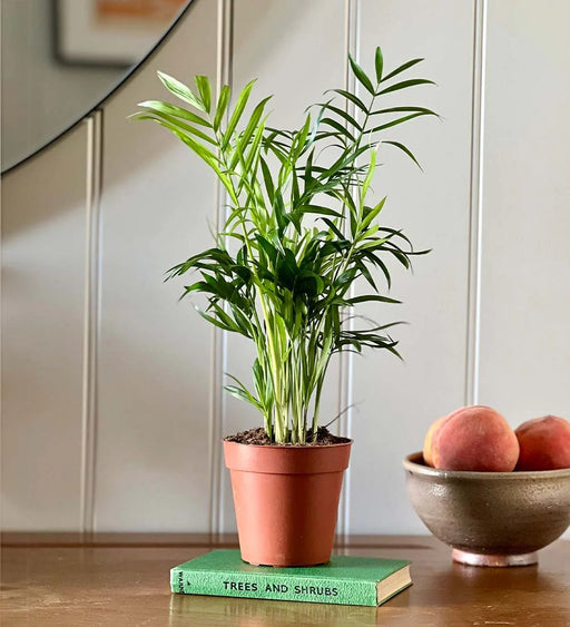 Chamaedorea Elegans, Parlour Palm or Bamboo Palm - Greensouq - 
