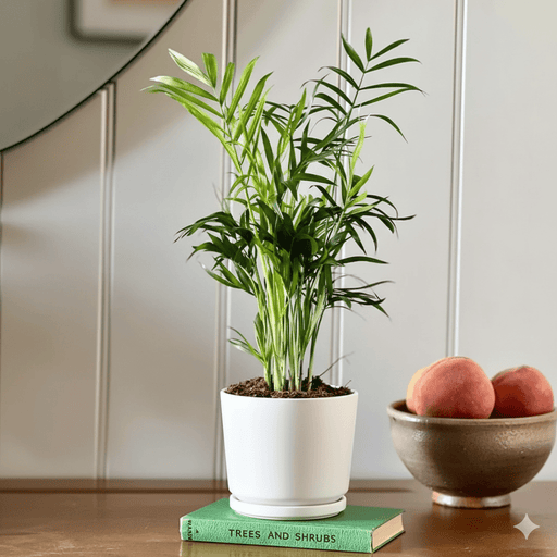 Chamaedorea Elegans, Parlour Palm or Bamboo Palm - Greensouq - 