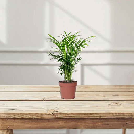 Chamaedorea Elegans, Parlour Palm or Bamboo Palm - Greensouq - 