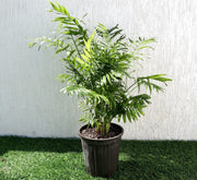 Chamaedorea Palm Indoor | Chamaedorea Elegans | Parlor Palm 120 - 130cm outdoor - Greensouq - 