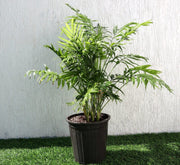 Chamaedorea Palm Indoor | Chamaedorea Elegans | Parlor Palm 120 - 130cm outdoor - Greensouq - 