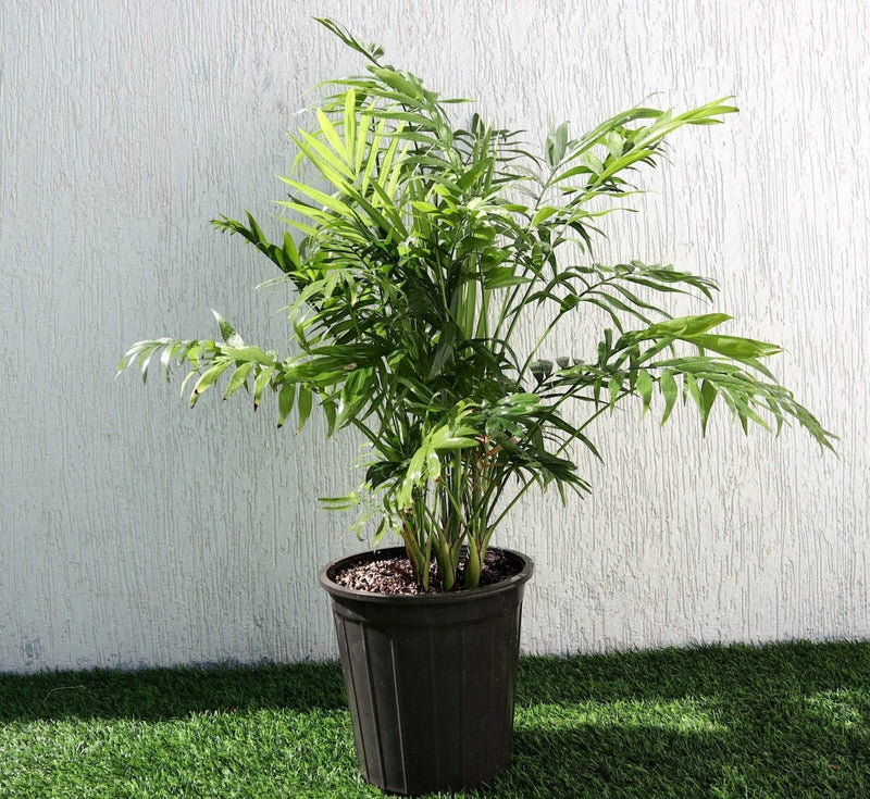 Chamaedorea Palm Indoor | Chamaedorea Elegans | Parlor Palm 120 - 130cm outdoor - Greensouq - 