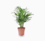 Chamaedorea Palm Indoor | Chamaedorea Elegans | Parlor Palm 120 - 130cm outdoor - Greensouq - 