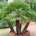 Chamaerops humilis “European Fan Palm” 1.5 – 2.0m Multi Trunk Specimen