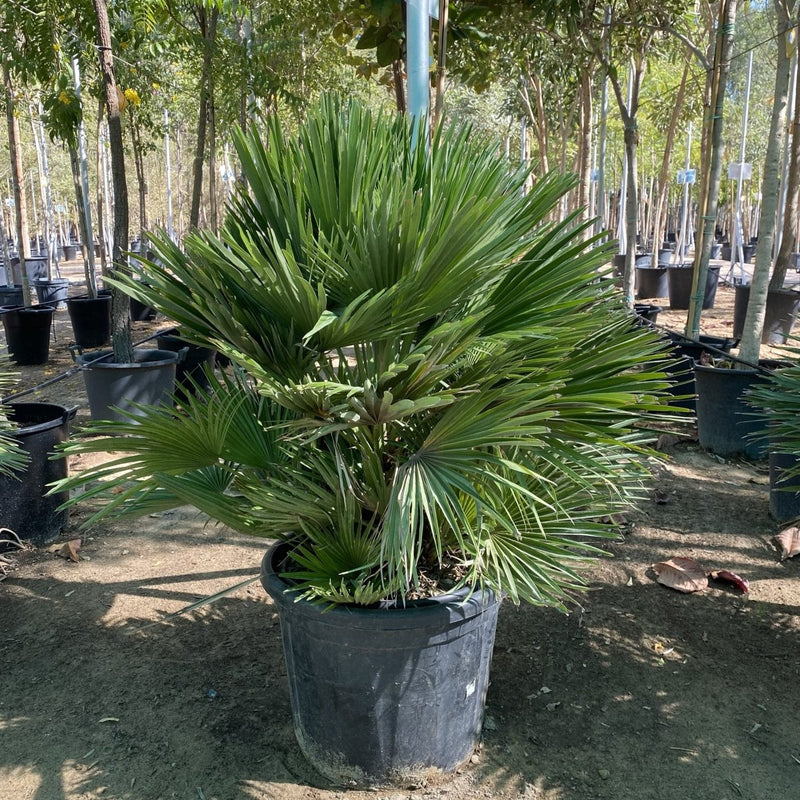 Chamaerops humilis-Fan Palm- Greensouq -