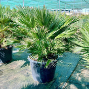 Chamaerops humilis-Fan Palm- Greensouq -