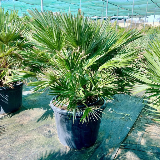 Chamaerops humilis - Greensouq - 