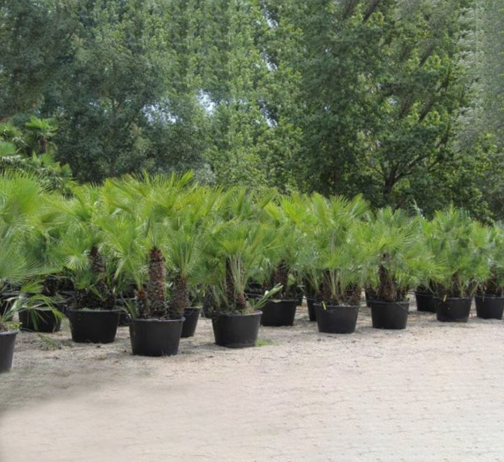 Chamaerops humilis “European Fan Palm” 1.5 – 2.0m Multi Trunk Specimen