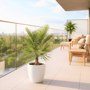 Chamaerops humilis cerifera / European Fan Palm - Greensouq - 