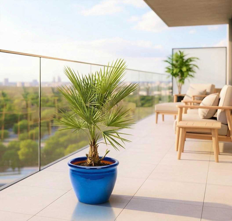 Chamaerops humilis cerifera / European Fan Palm - Greensouq - 