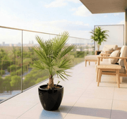 Chamaerops humilis cerifera / European Fan Palm - Greensouq - 