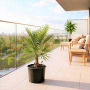 Chamaerops humilis cerifera / European Fan Palm - Greensouq - 