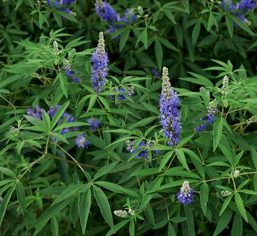 Wild lavender Chaste Tree Green Souq