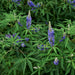Wild lavender Chaste Tree Green Souq