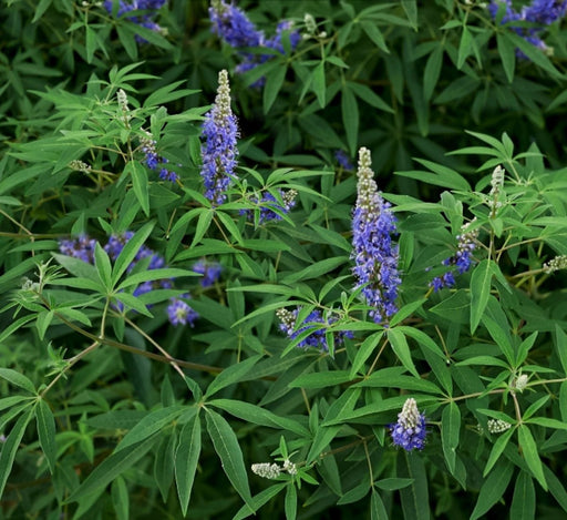 Chaste Tree or Wild lavender 0.8 - 1.0m - Greensouq - 