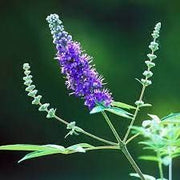 Chaste Tree or Wild lavender 0.8 - 1.0m - Greensouq - 