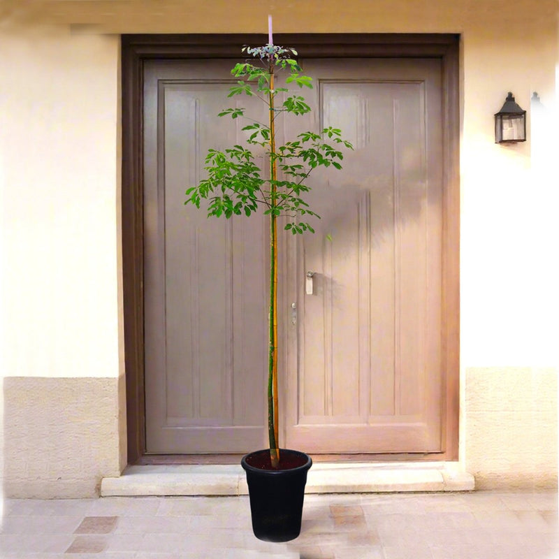 Chaurasia Speciosa 2 - 2.5m - Greensouq - 