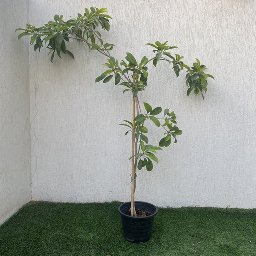 Chickoo Ball 1.0 - 1.2m - Greensouq - 